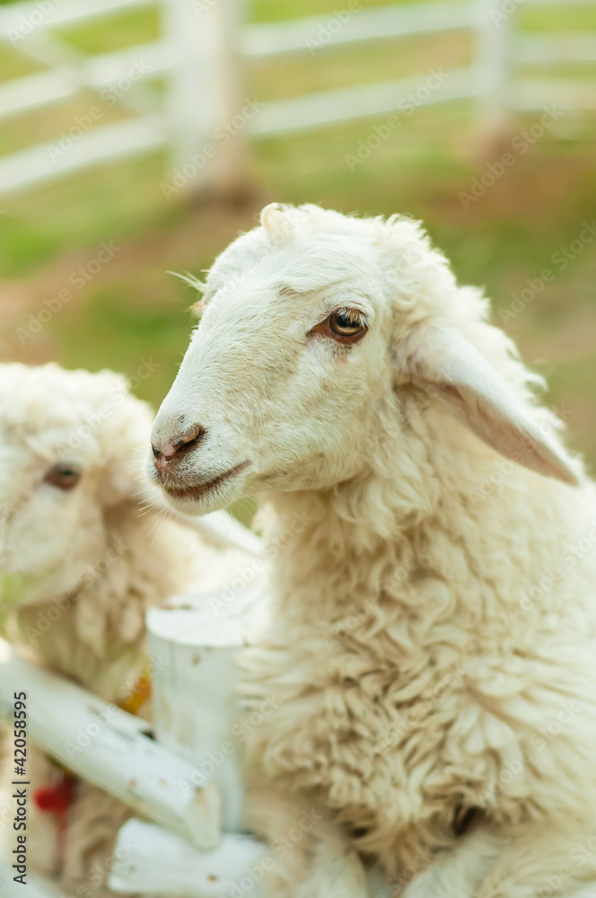 Two sheep in corral