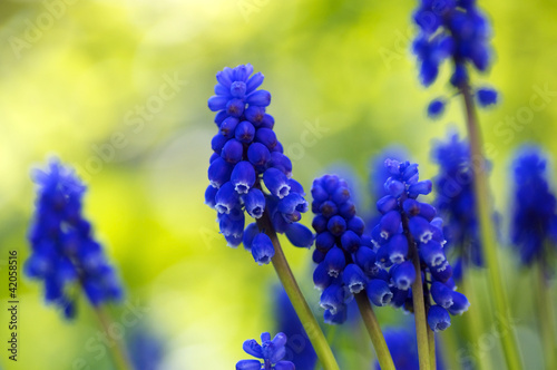 Grape Hyacinth (Muscari botryoides)