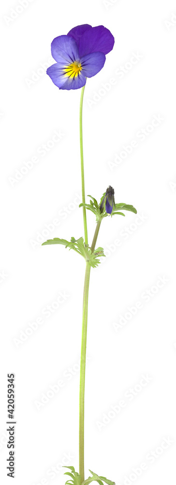 Heartsease, Viola tricolor isolated on white background