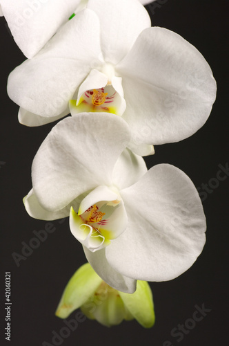 Orchids close-up