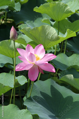 Bud and flower