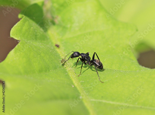 Чёрный лесной муравей и тля. © dinar12