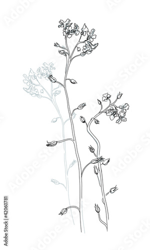 Vector a monochrome sketch of wildflowers forget-me