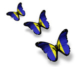 Three Barbados flag butterflies, isolated on white