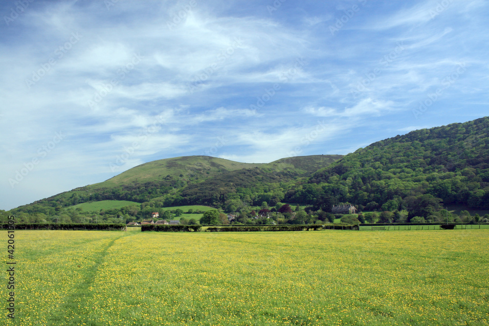 Buttercups in meadow outside Porlock in Exmoor Buttercups in meadow outside Porlock in Exmoor