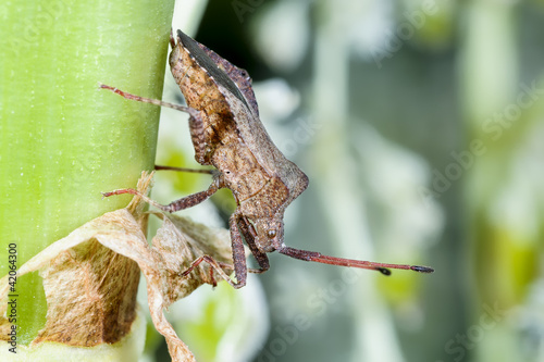 dock leaf bug, coreus marginatus photo