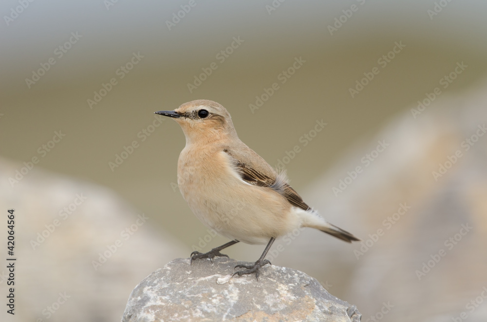 Steinschmätzer, Northern wheatear, Oenanthe oenanthe