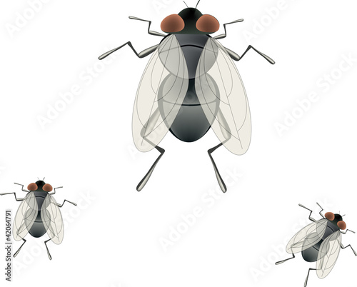 mosca