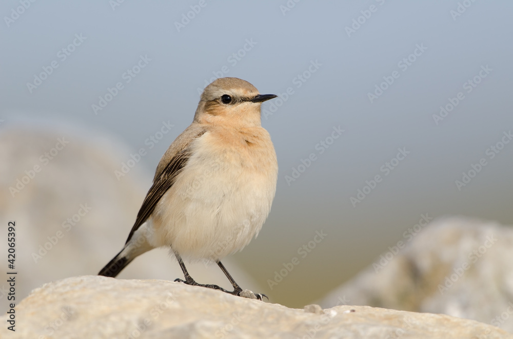 Steinschmätzer, Northern wheatear, Oenanthe oenanthe Steinschmätzer, Northern wheatear, Oenanthe oenanthe
