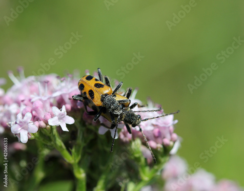 Жуки Усачики изменчивые (Brachyta variabilis) на валериане photo