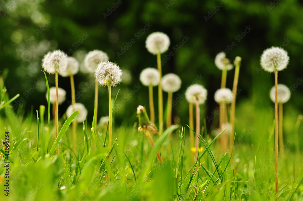 Pusteblume Pusteblume