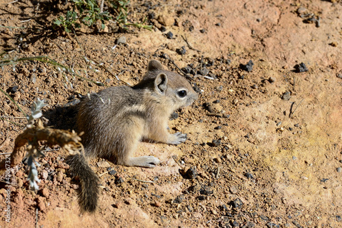harris s antelope  ground squirrel