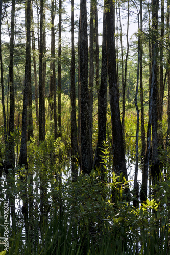Dense folliage at a  florida swamp