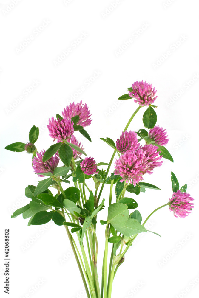 Clover flowers