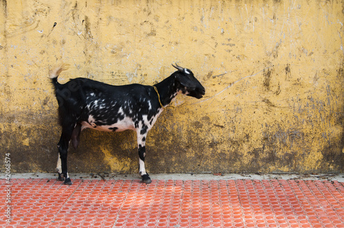 Young goat over grunge yellow wall photo