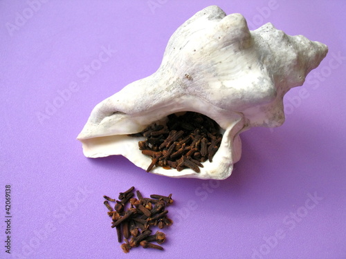 Conch or triton shell & spice photo