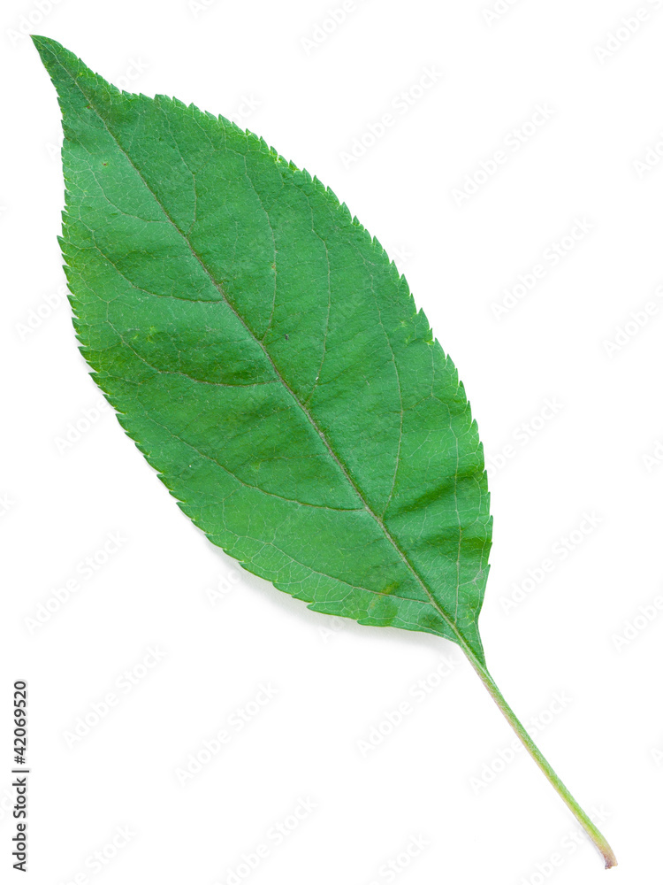 Obraz premium A Leaf of an Apple Tree