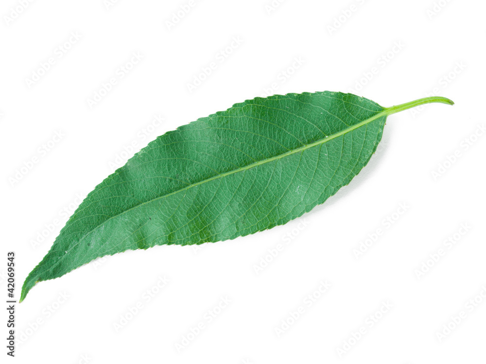 Obraz premium A Leaf of a Willow