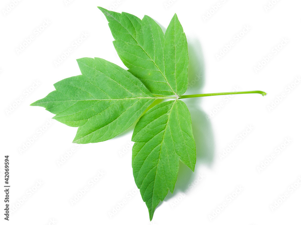 Fototapeta premium A Leaf of a Maple Ash