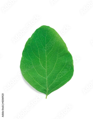 A Leaf of a Snowberry Bush