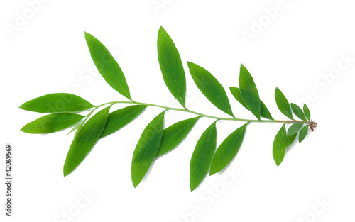 A Leaf of a Spirea