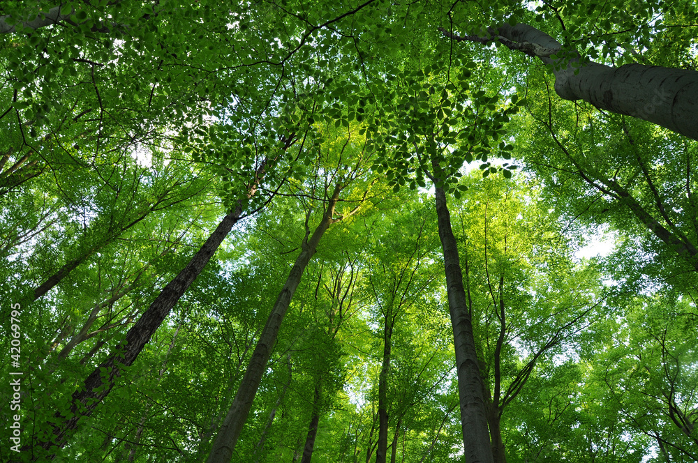 Obraz premium Green forest background