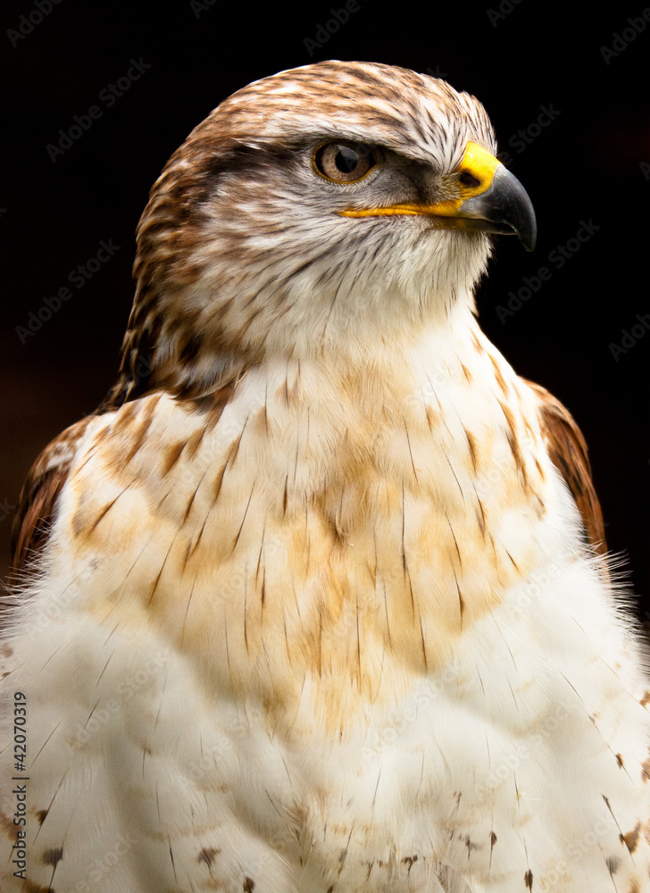Obraz premium Königsrauhfussbussard (Buteo regalis)
