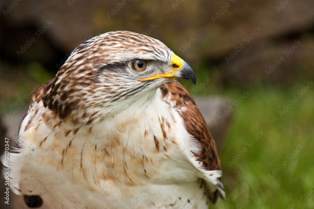 Obraz premium Königsrauhfussbussard (Buteo regalis)