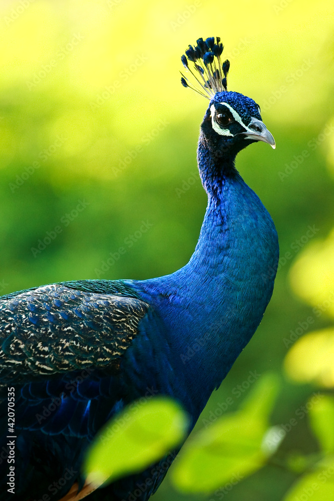 Naklejka premium blue peacock