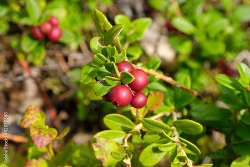 Lingonberry, Småland