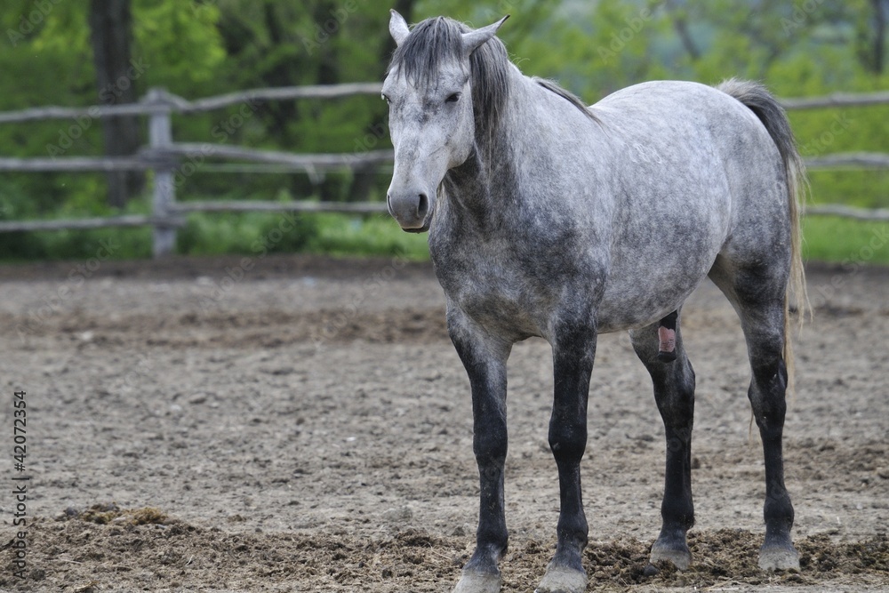 Lipizzaner stallion selected for breeding