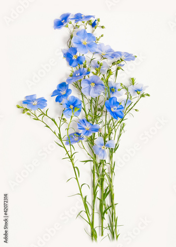 Fototapeta Naklejka Na Ścianę i Meble -  flax, flora