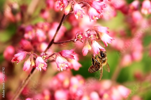Bee pollinating pink flower