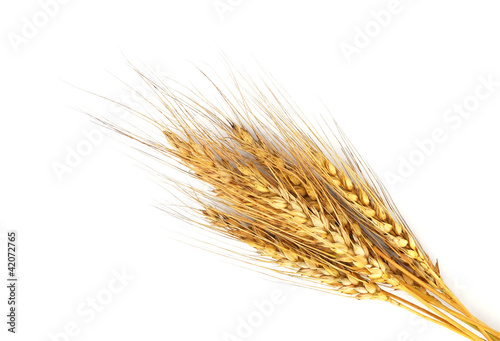 Rye ears isolated on white background
