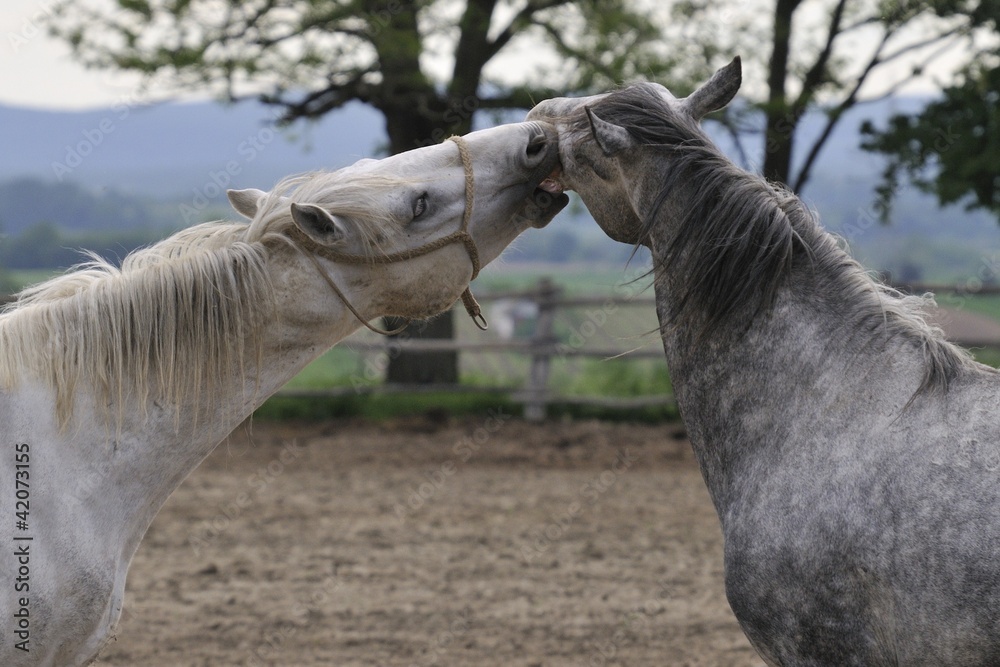 Fototapeta premium Lipizzaner horses interchange tenderness