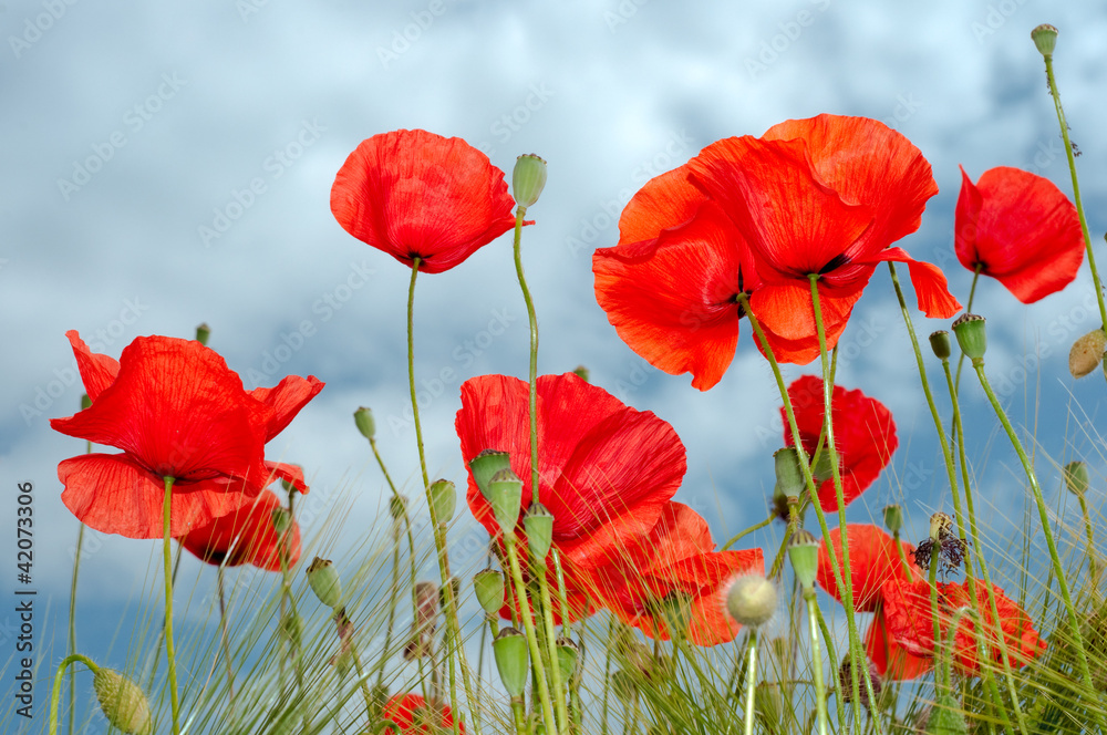 Obraz premium Czerwony makowy widok z belowl