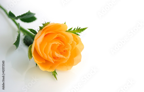 Beautiful orange roses background