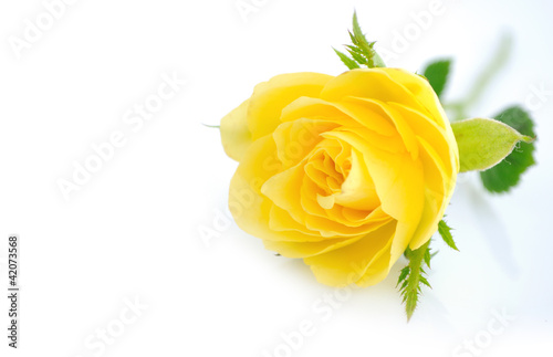 Beautiful yellow roses background