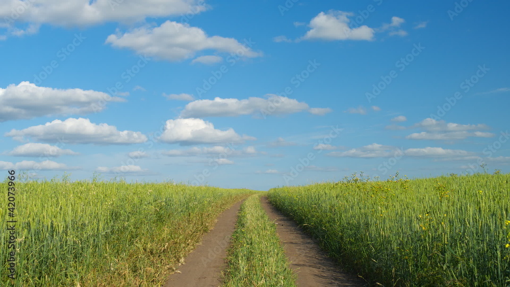 Dirt road through the green agricultural field Dirt road through the green agricultural field