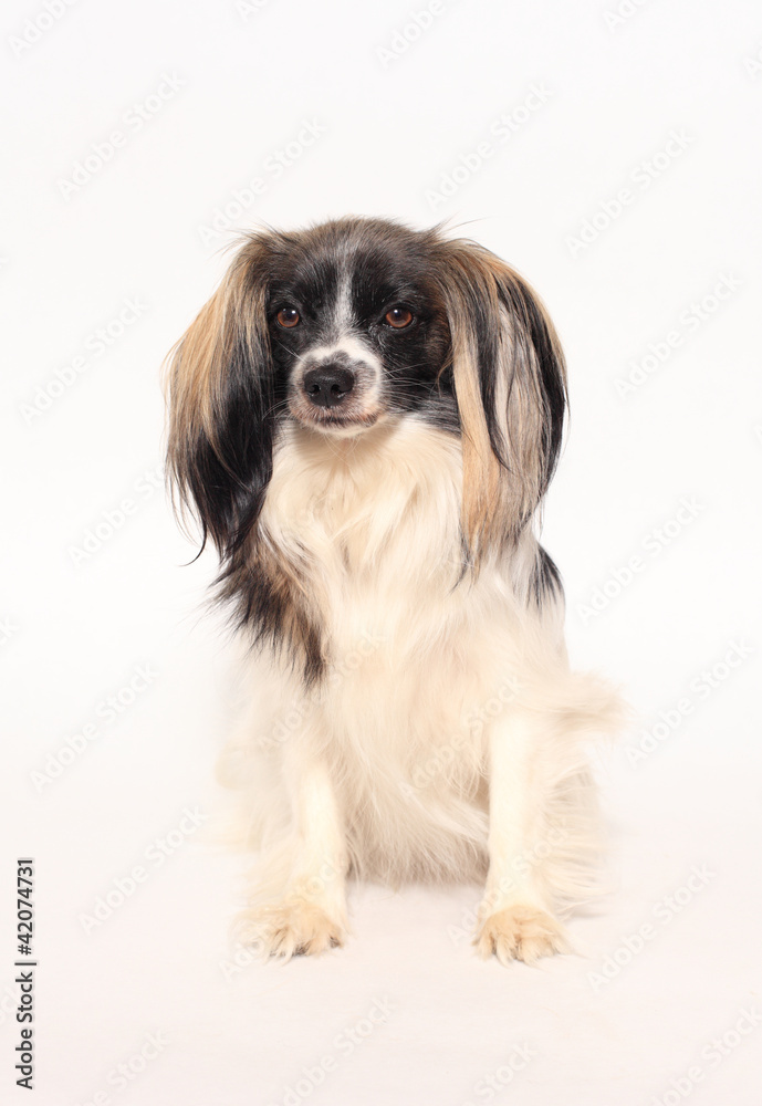 papillon dog Close-up portrait on a white background papillon dog Close-up portrait on a white background