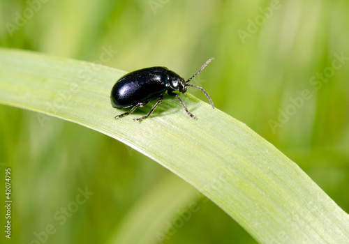 sunbathing beetle