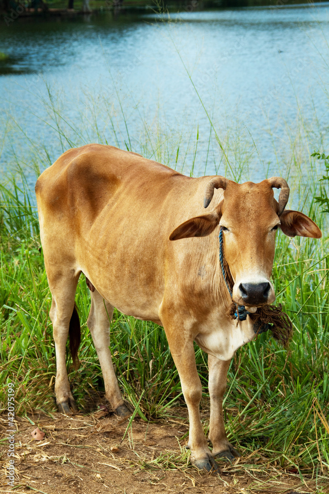 Cow in Sri Lanka