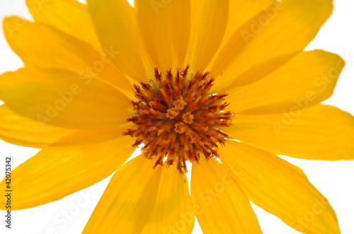 Close-up Of A Bright Yellow Daisy Flower