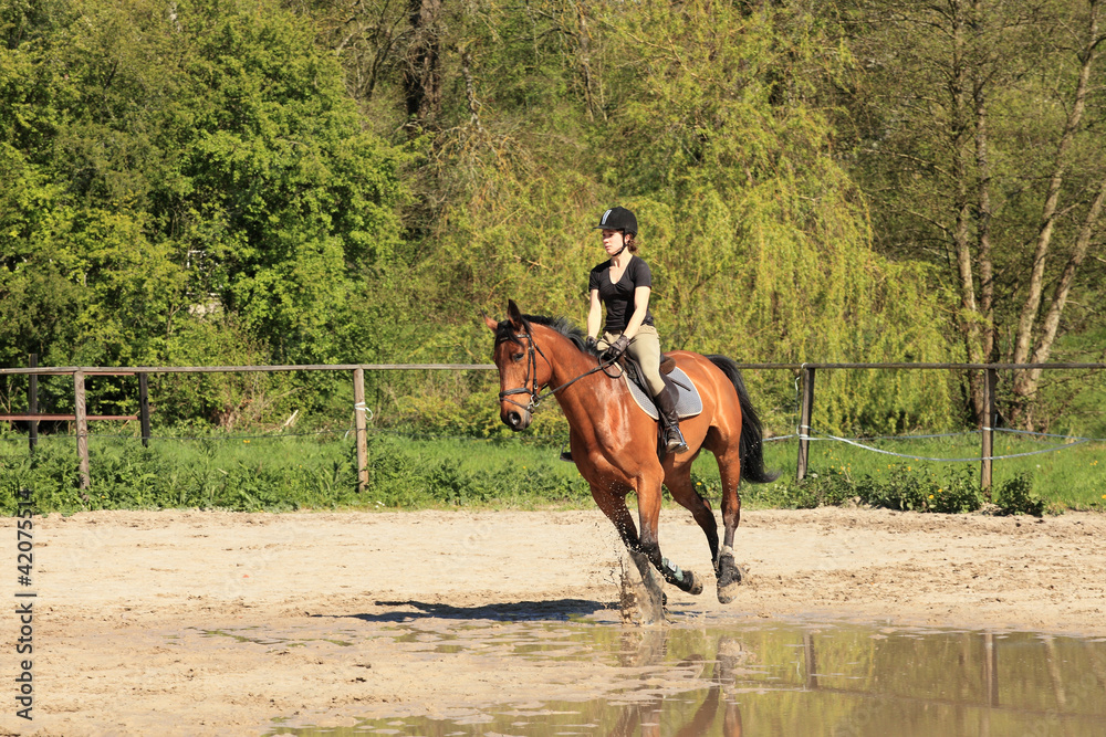 beautiful equestrienne on brown horse in summer - obrazy, fototapety, plakaty 