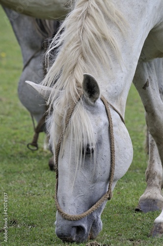 Horse grazing grass  close up of head