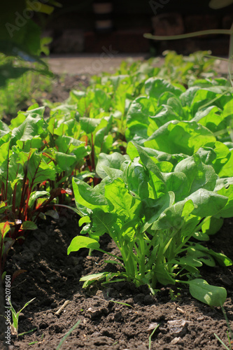 Beetroot and Spinach