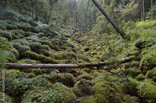 Obraz na płótnie european rain forest w salonie