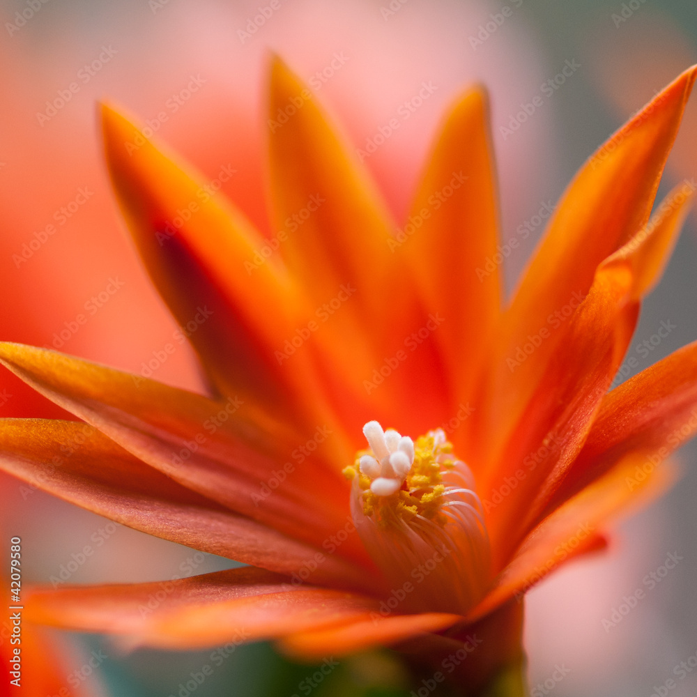 Easter Cactus Easter Cactus