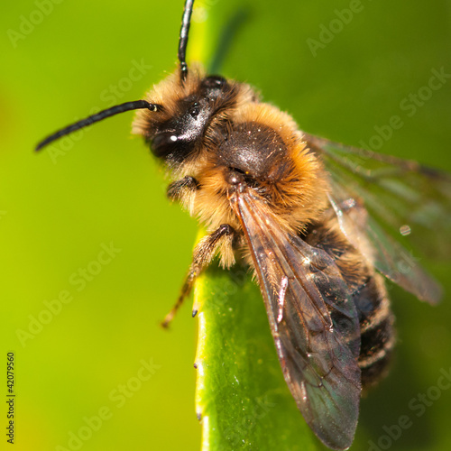 13/52 - Little Bee © bigemrg
