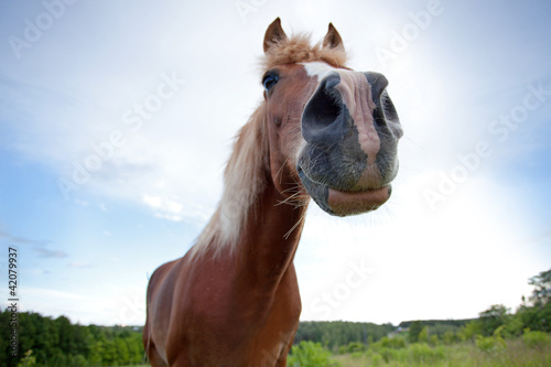 Curious brown horse